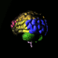 IMAGE: Brain_animated_color_nevit